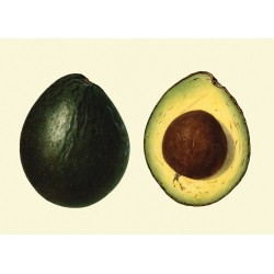 The Dybdahl Co. Avocado