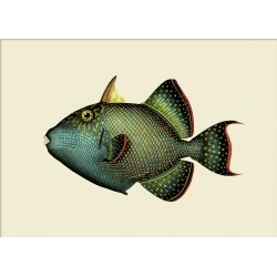 The Dybdahl Co. Trigger Fish