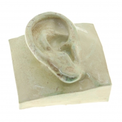 Jacob Laoru Square Ear (right)